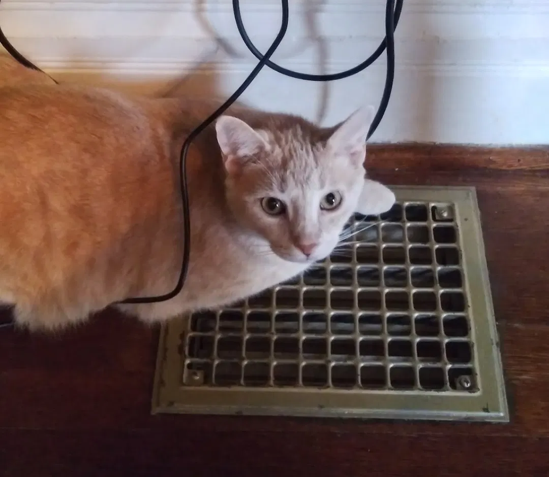 Lost cat in Pittsburgh, PA, 15202