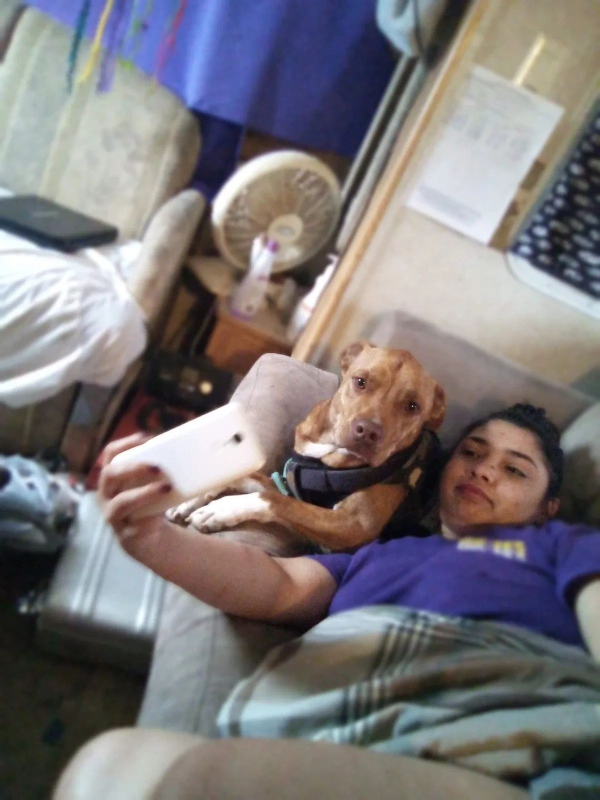 Lost dog in Springtown, TX, 76082