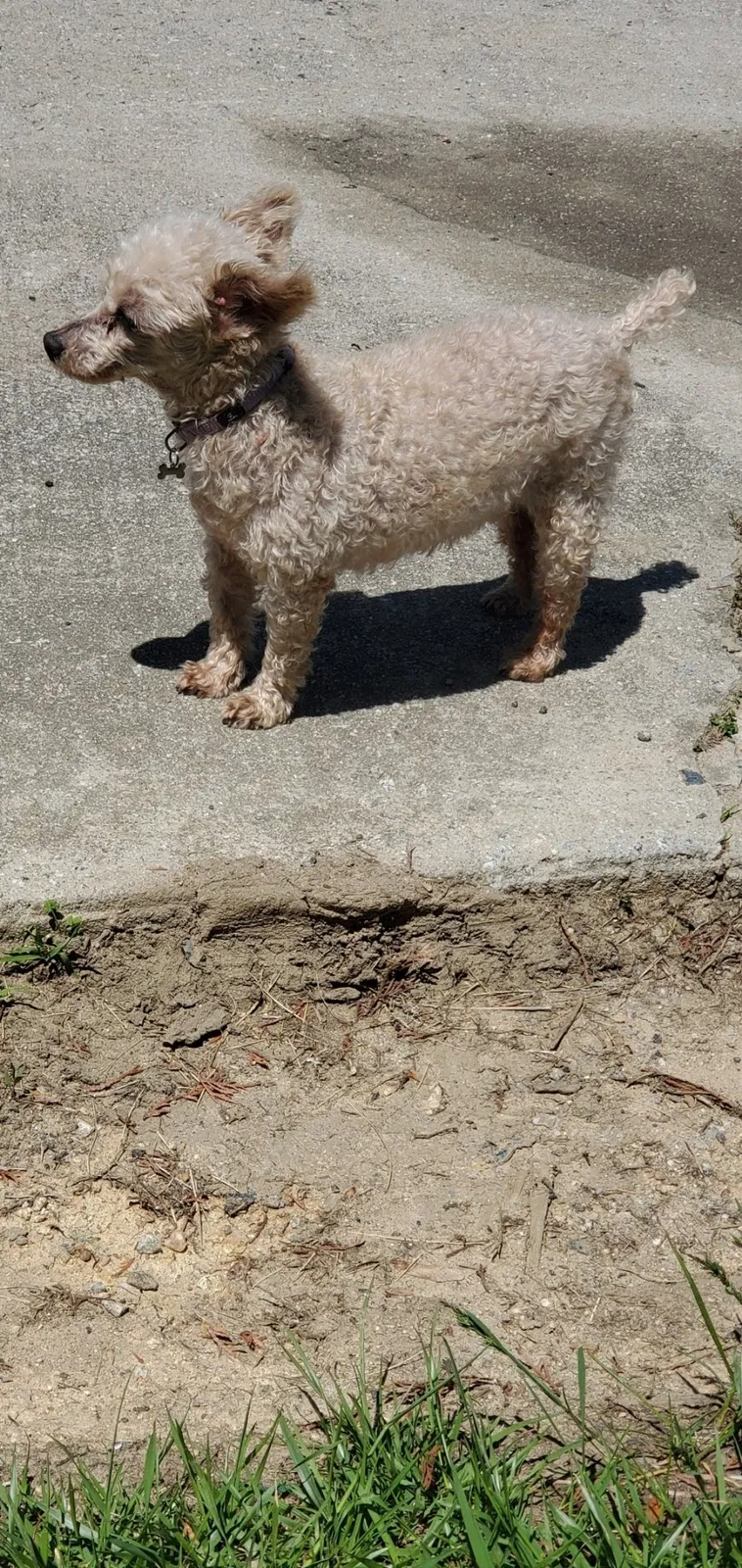 Lost dog in Thomasville, NC, 27360