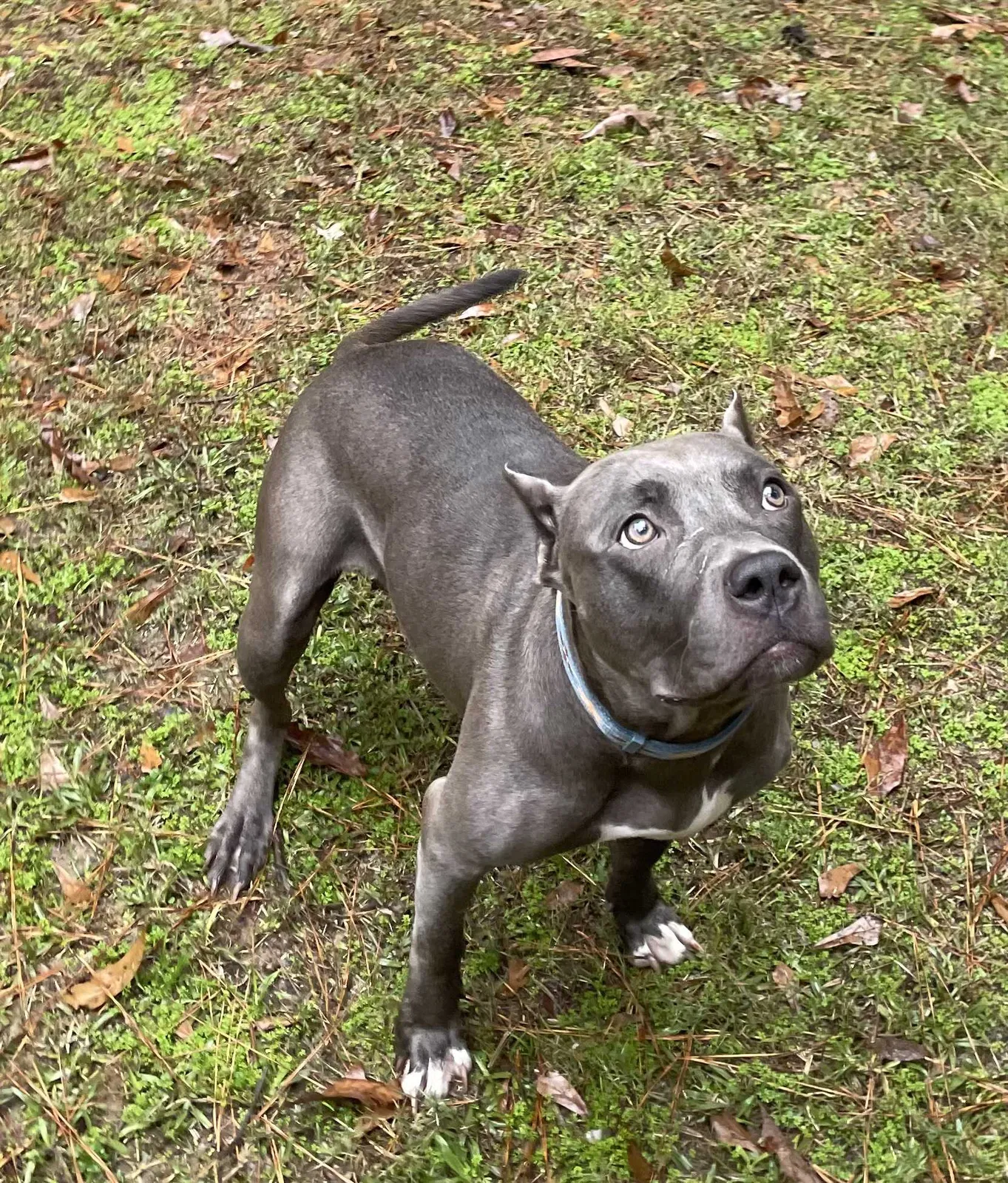 Found dog in Fairburn, GA, 30213