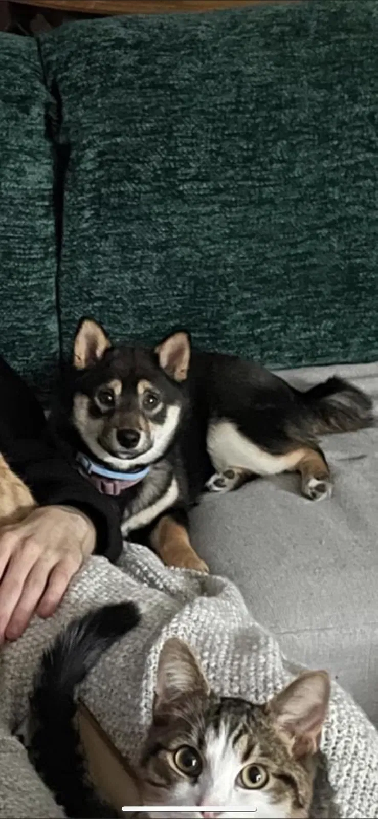 Lost dog in Kent, OH, 44240