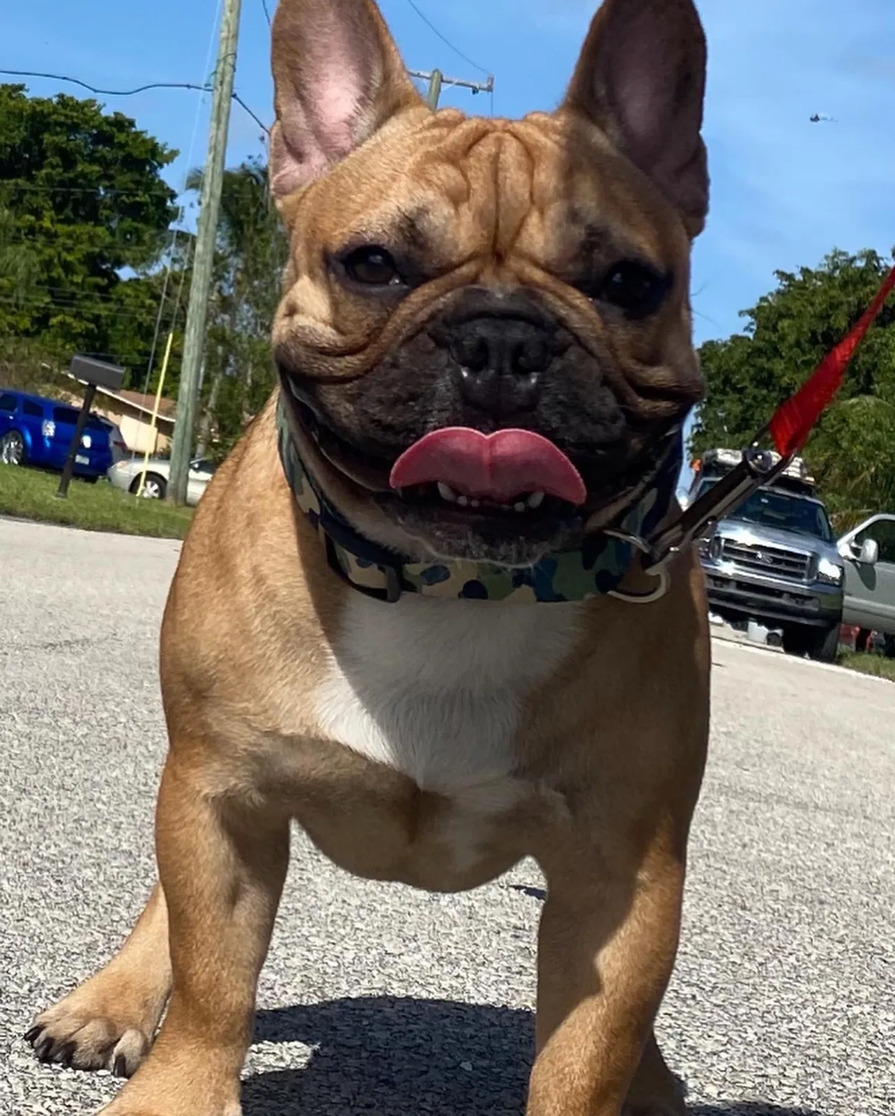 Lost dog in Pompano Beach, FL, 33060