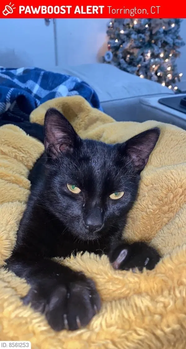 Lost cat in Torrington, CT, 6790