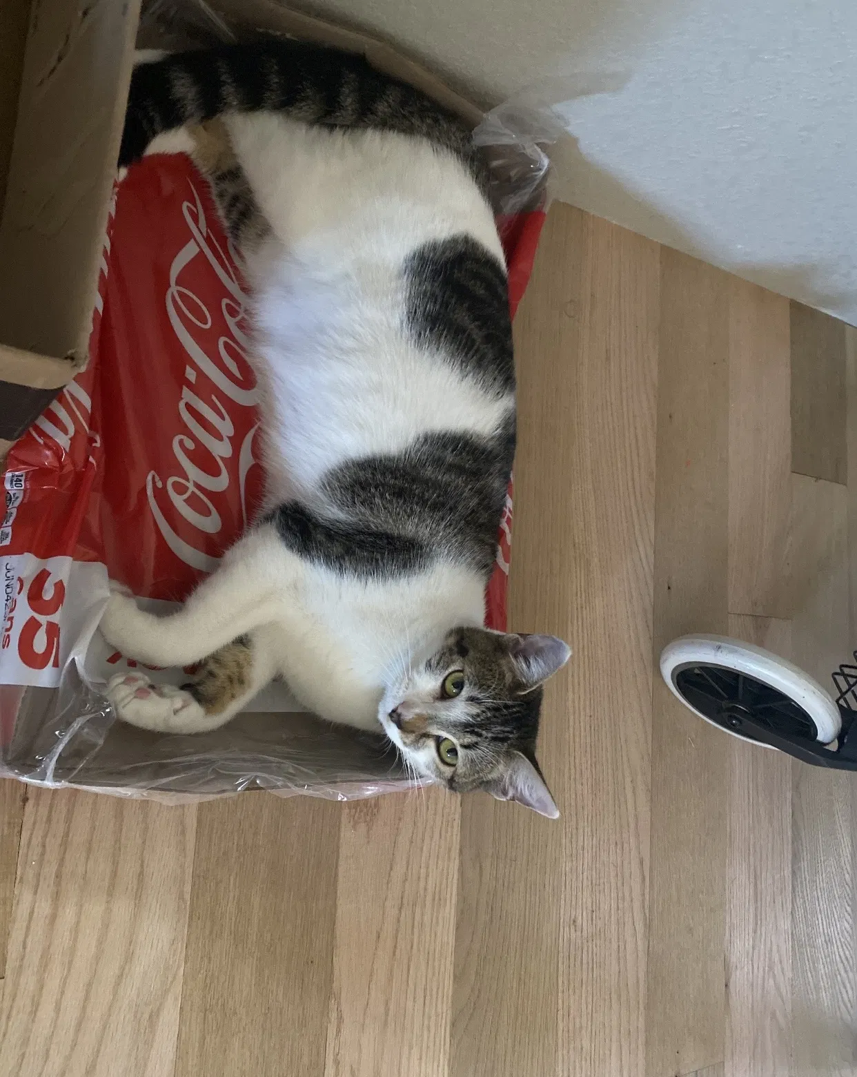 Lost cat in Princeton, TX, 75407