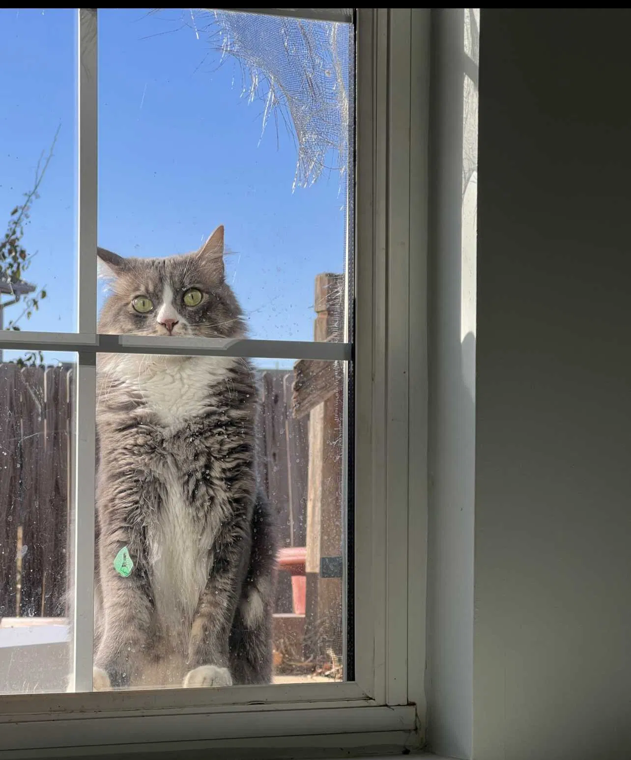 Lost cat in Wichita, KS, 67209