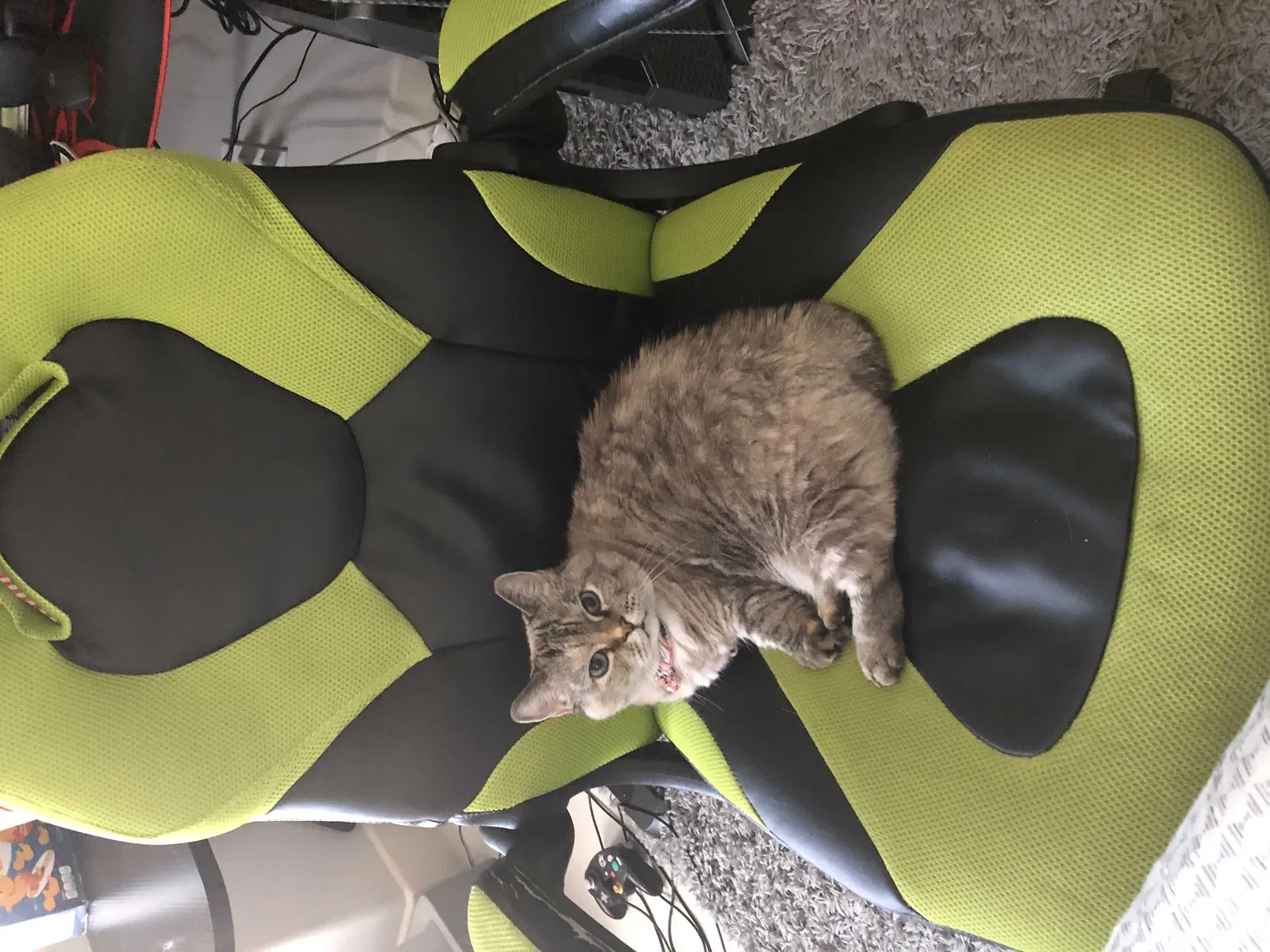 Lost cat in Edinburg, TX, 78542