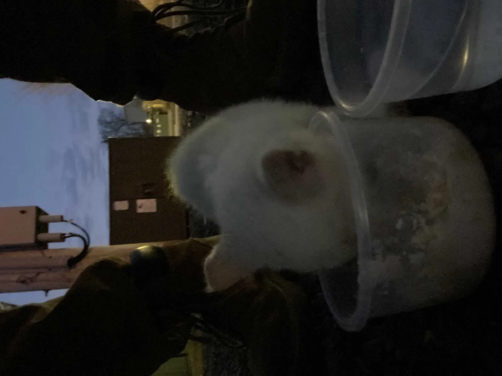 Found cat in Trumbull, CT, 6611