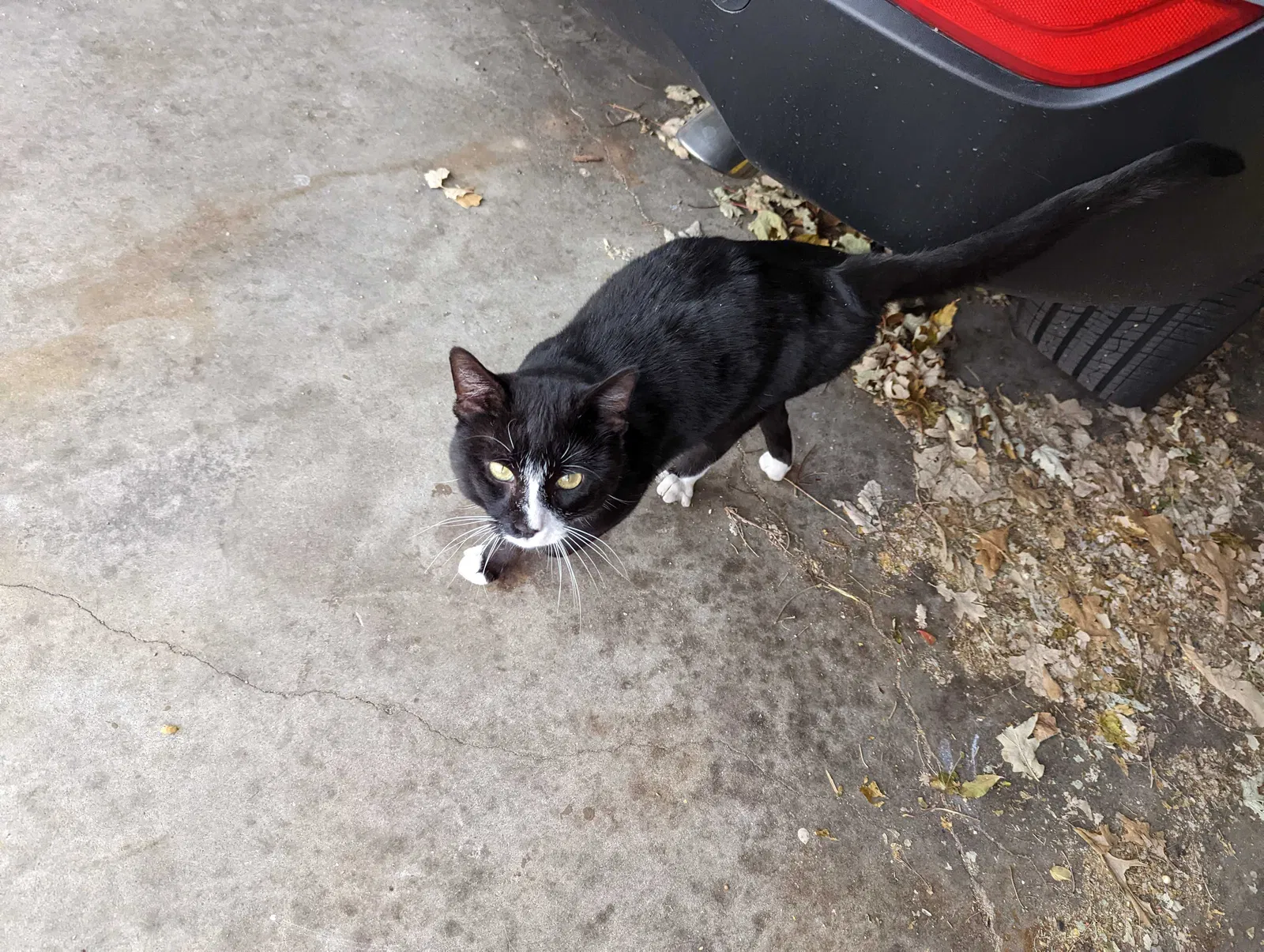 Found cat in Wichita, KS, 67212