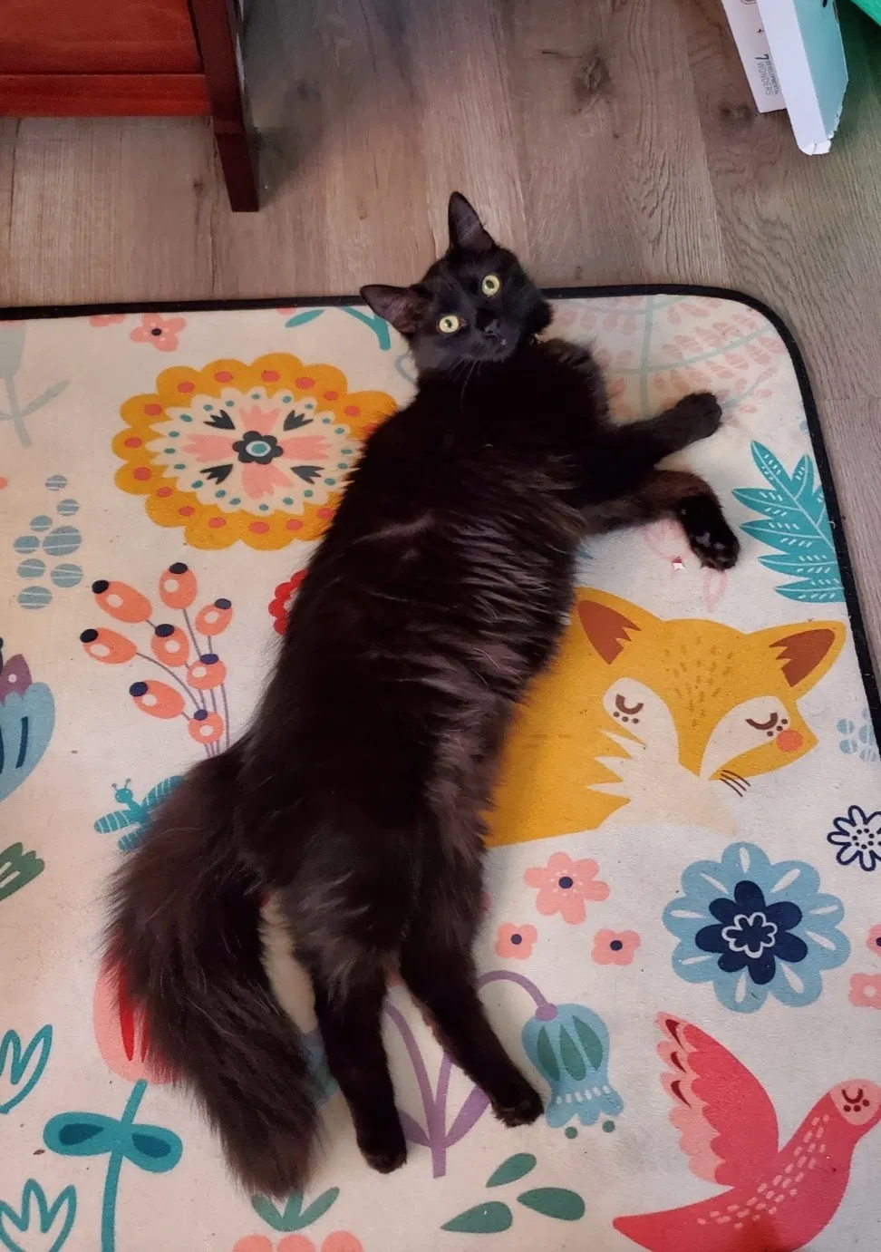 Lost cat in Santa Barbara, CA, 93101