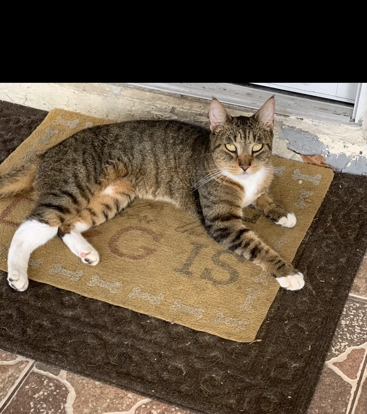 Lost cat in Lake Worth, FL, 33462