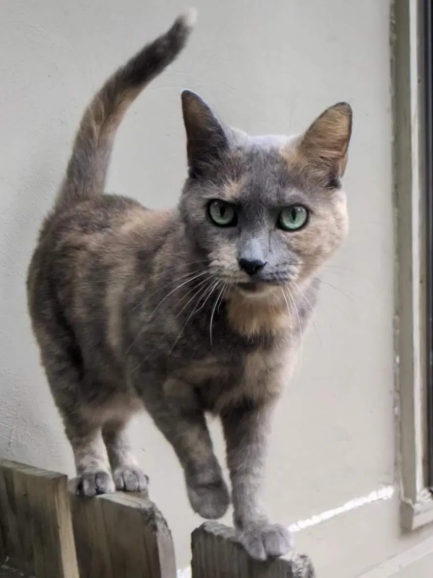 Lost cat in Fort Wayne, IN, 46808
