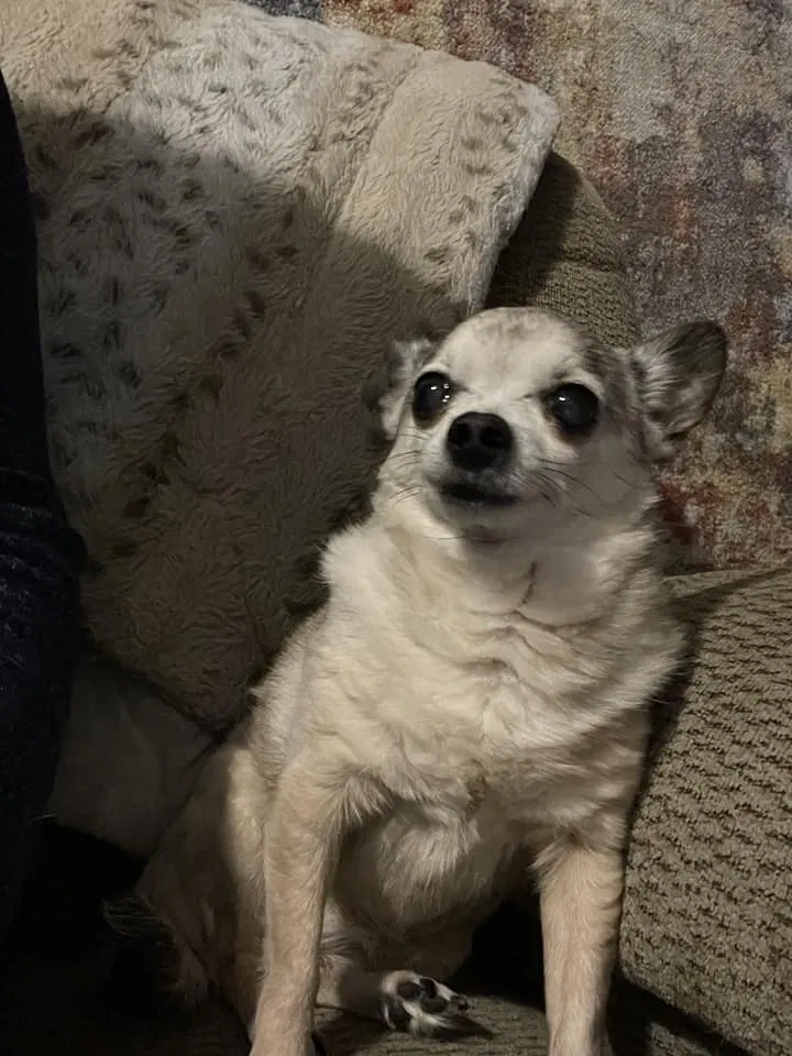 Lost dog in Cedar Rapids, IA, 52405