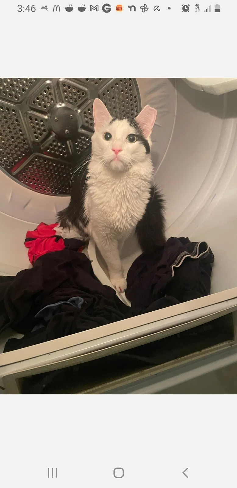 Lost cat in Riverton, NJ, 8077