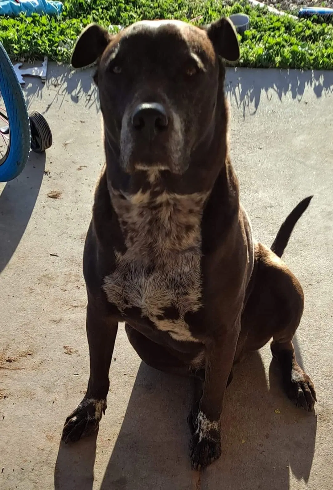 Lost dog in Winchester, CA, 92596