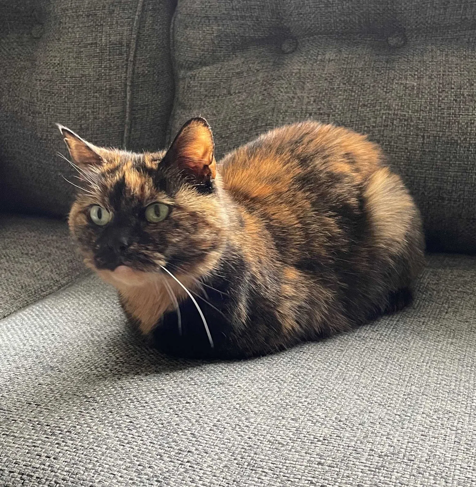 Lost cat in Neptune, NJ, 7753