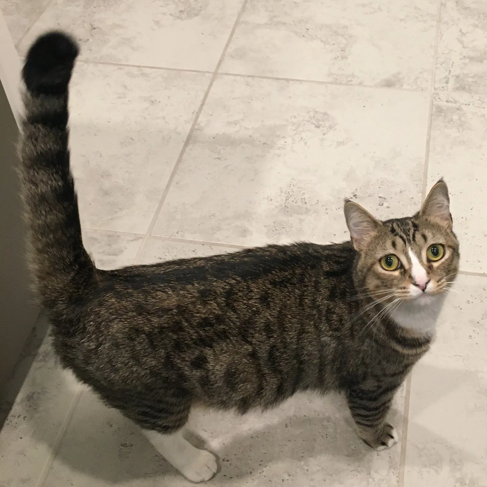 Lost cat in Apopka, FL, 32703