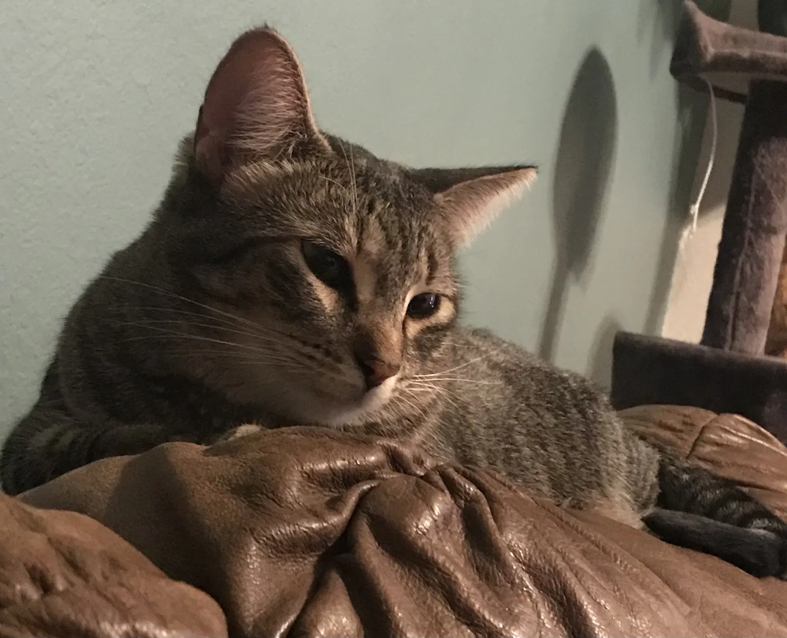Lost cat in Phoenix, AZ, 85032