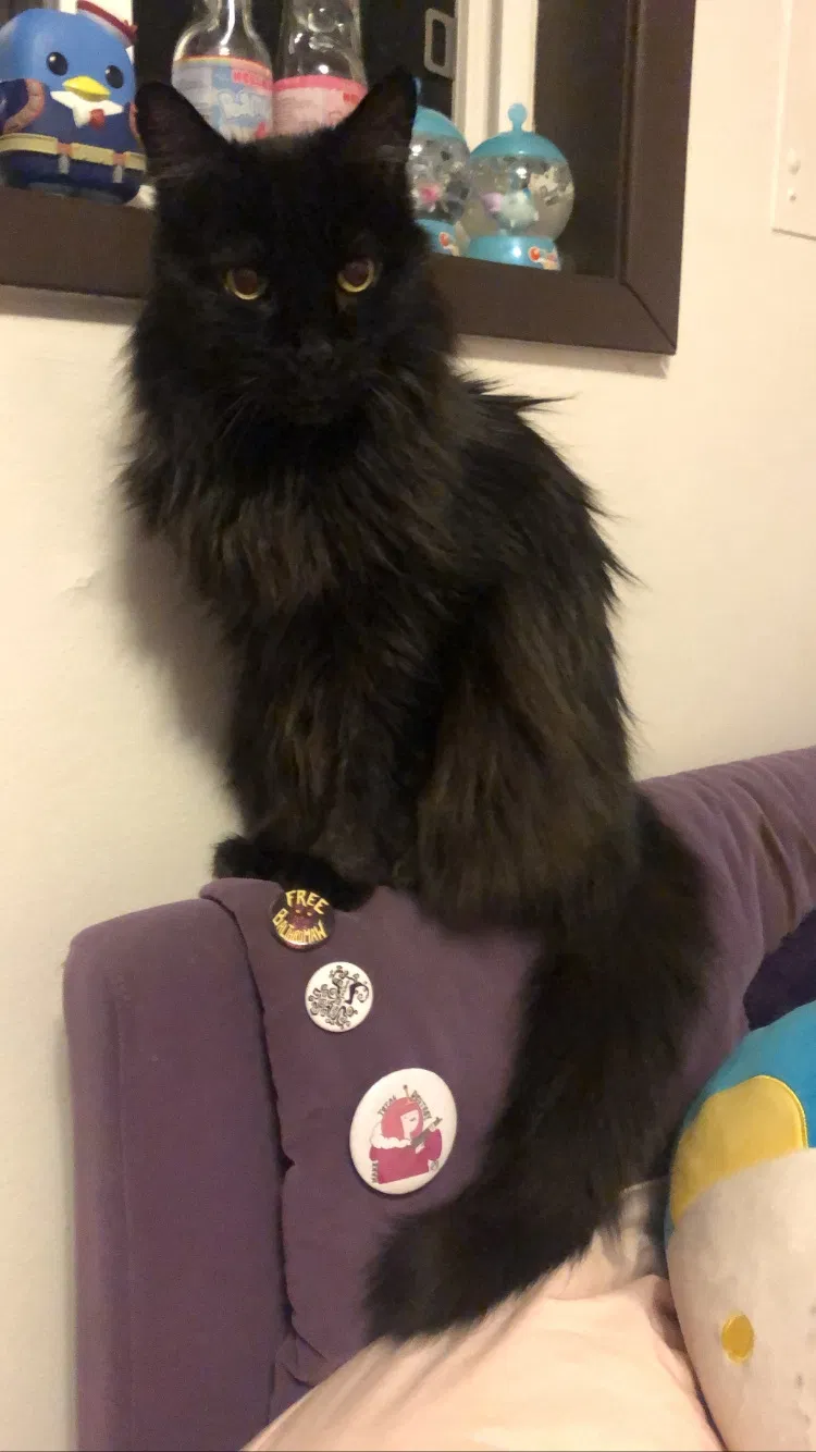 Lost cat in Portland, OR, 97214