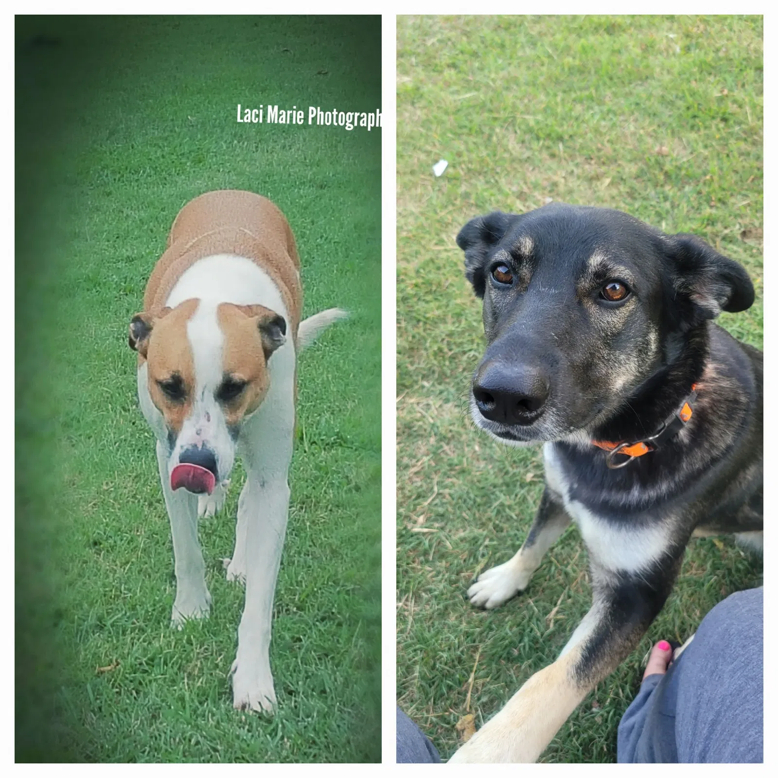 Lost dog in Elgin, OK, 73538
