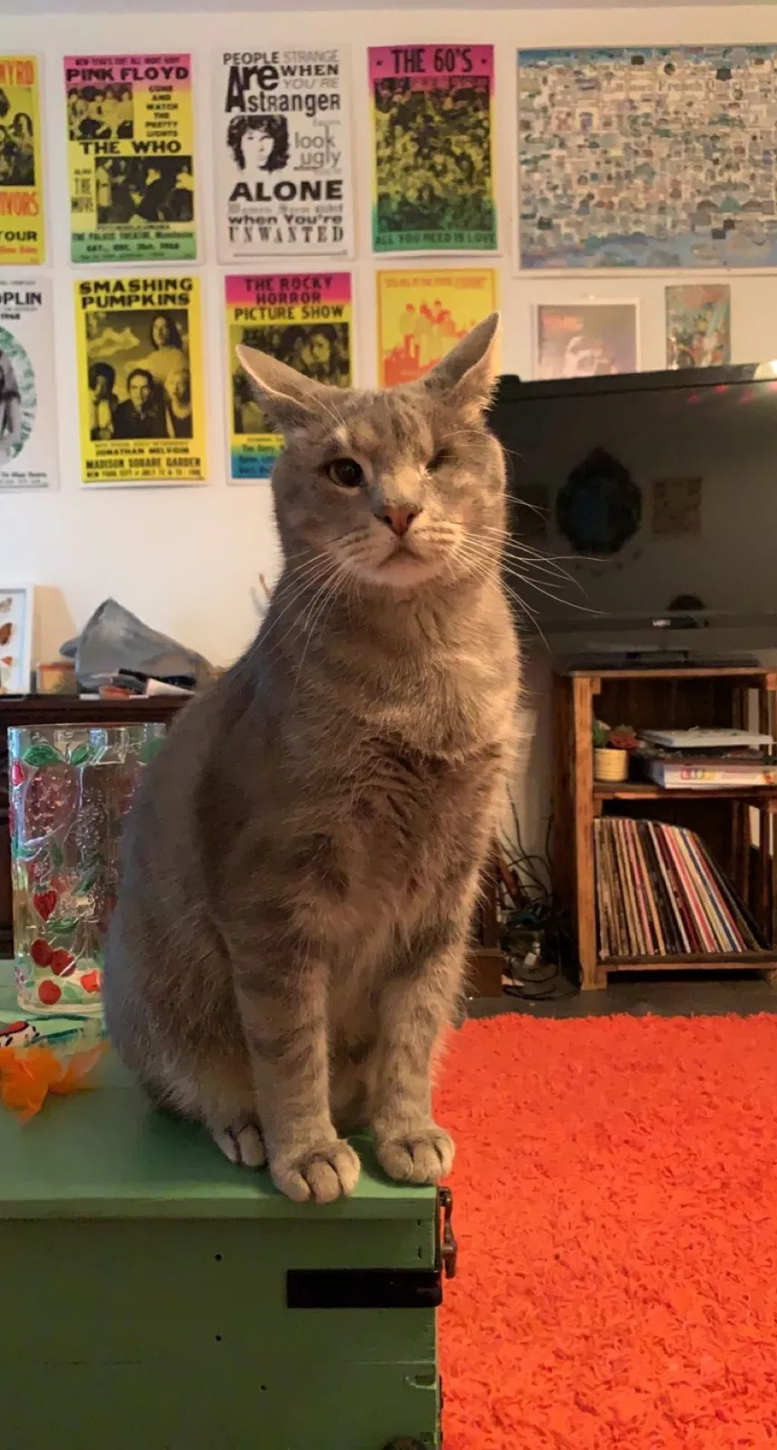 Lost cat in Ocean Springs, MS, 39564