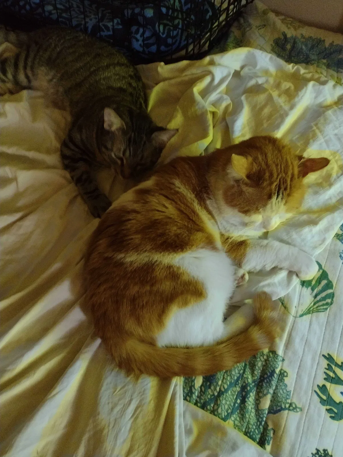 Lost cat in Las Vegas, NV, 89107