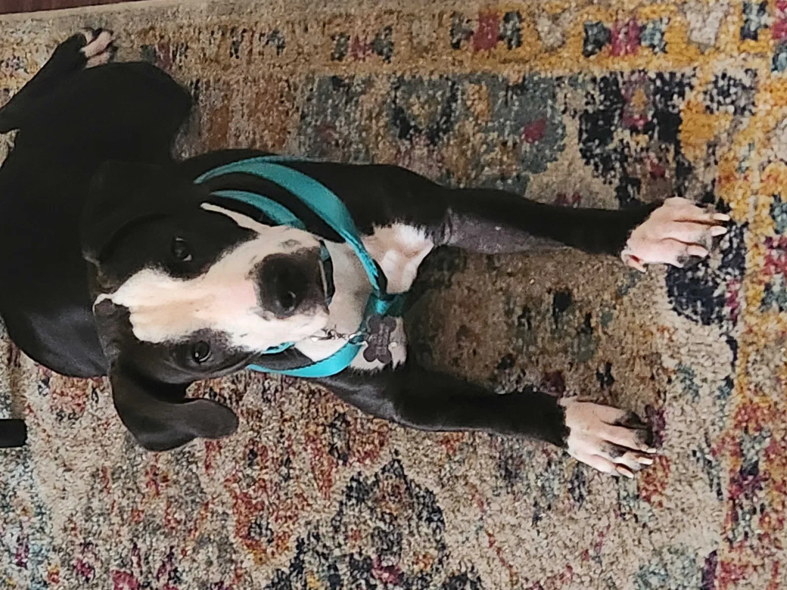 Lost dog in Clermont, FL, 34711