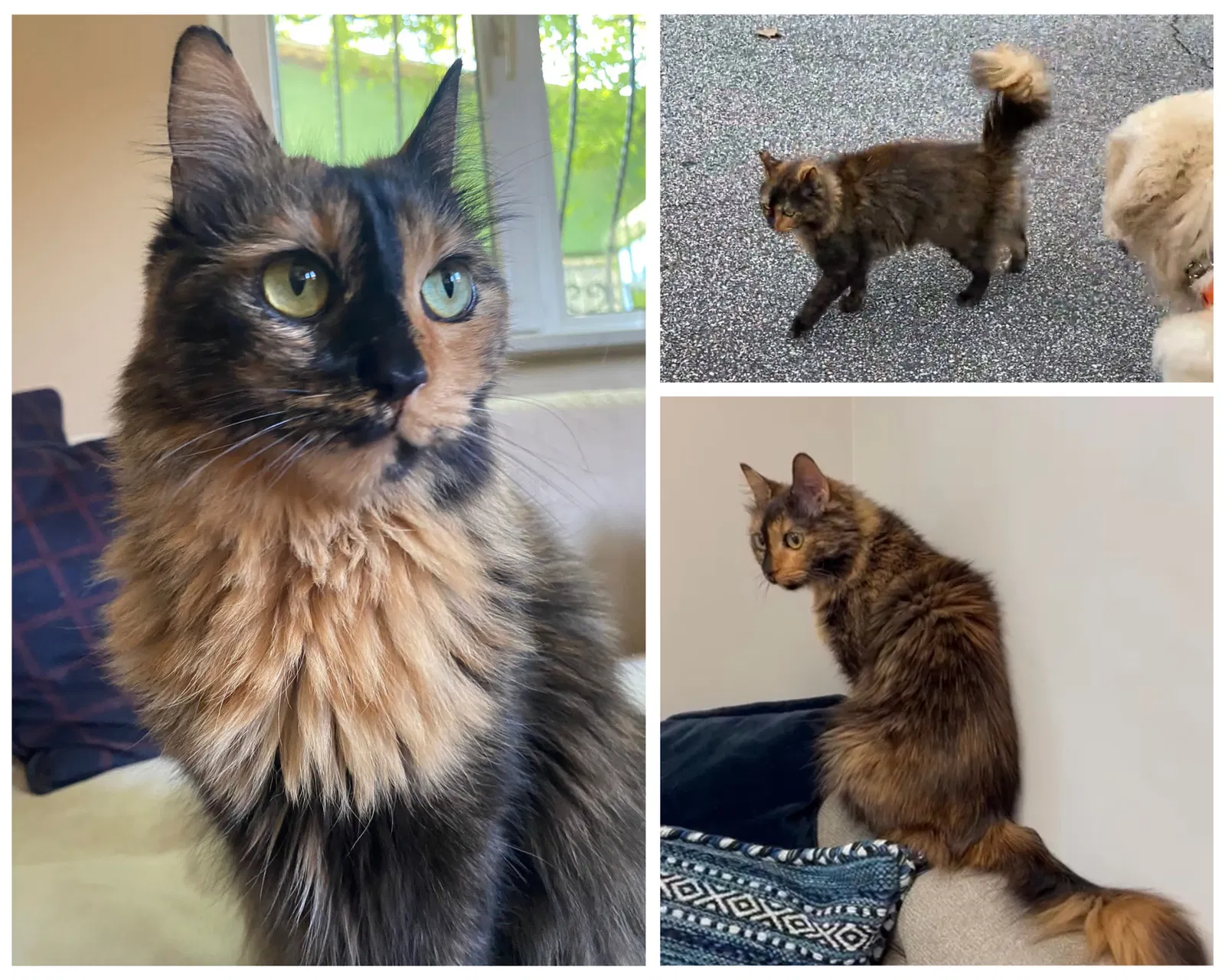 Lost cat in Atlanta, GA, 30328