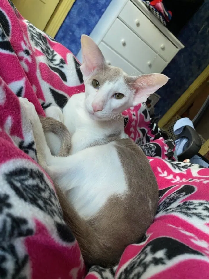 Lost cat in Stafford Springs, CT, 6076