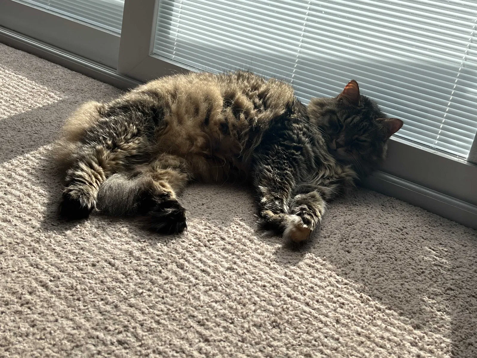 Lost cat in Largo, FL, 33774