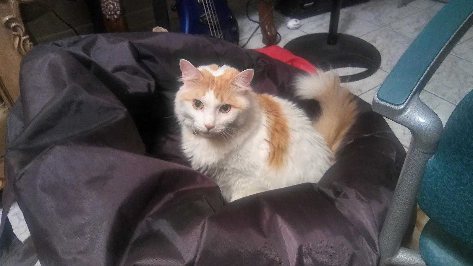 Lost cat in Laredo, TX, 78046