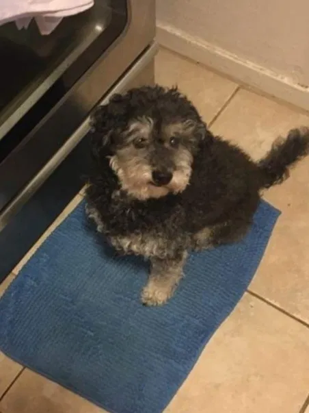 Lost dog in San Diego, CA, 92104