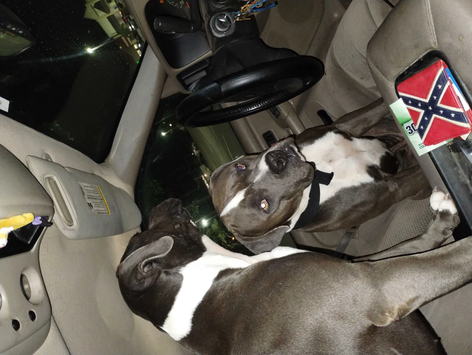 Lost dog in Plants City, FL, 33565