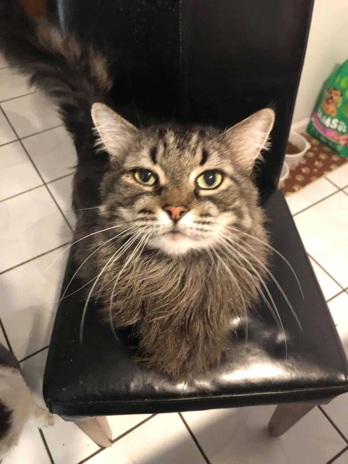 Lost cat in Southfield, MI, 48034
