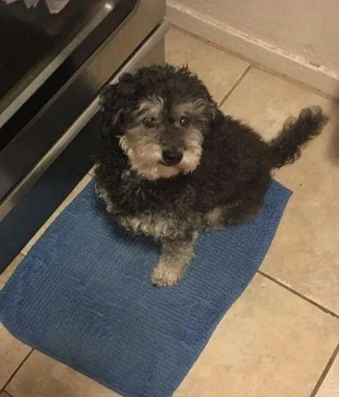 Lost dog in San Diego, CA, 92104