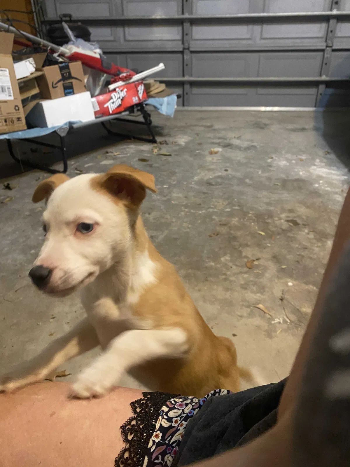 Found dog in Gainesville, TX, 76240
