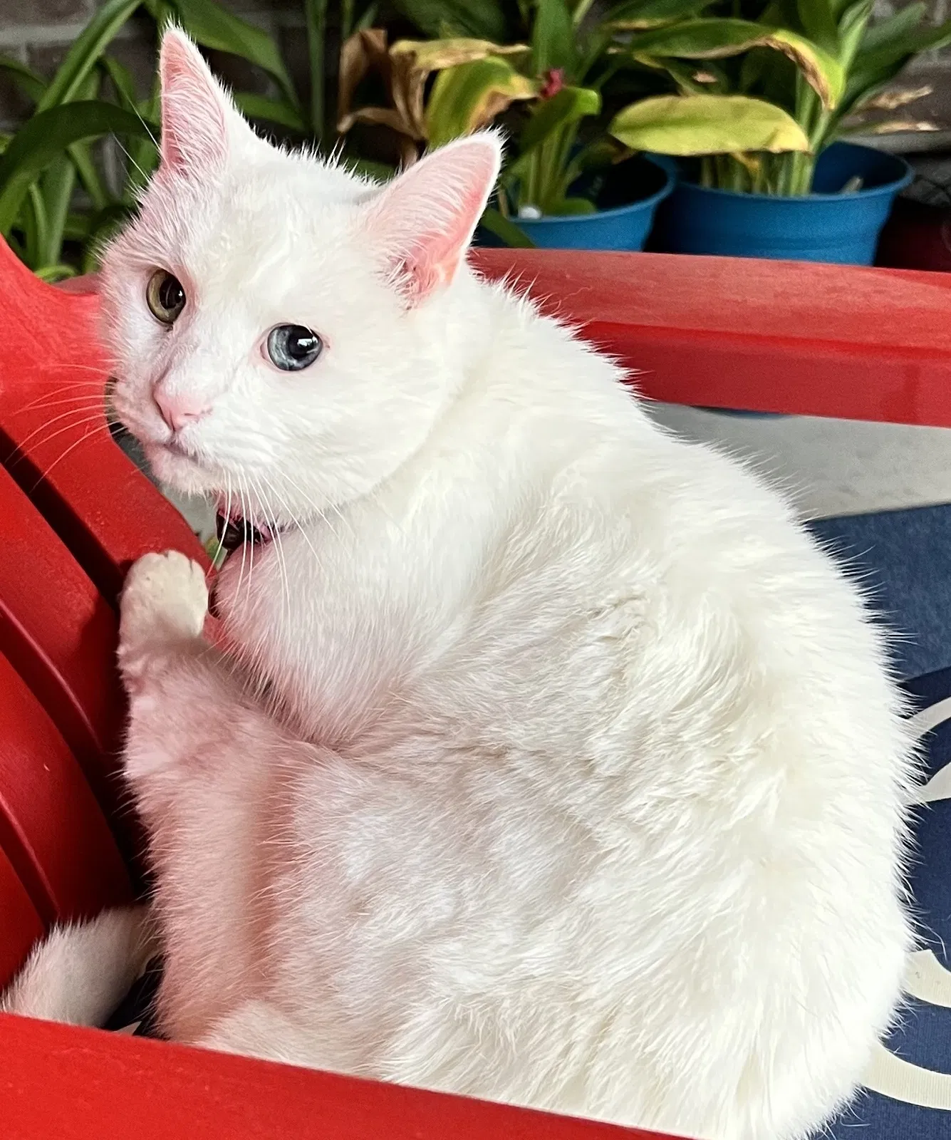 Lost cat in San Antonio, TX, 78254