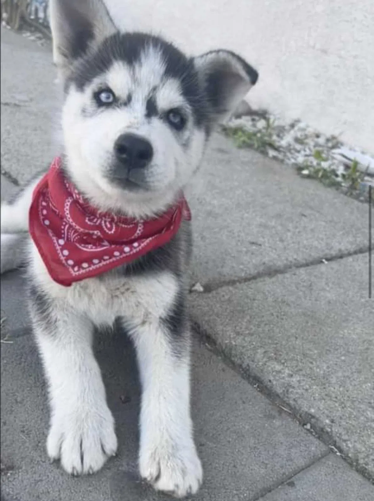 Lost dog in La Puente, CA, 91744