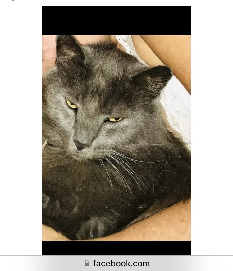 Lost cat in San Marcos, CA, 92078