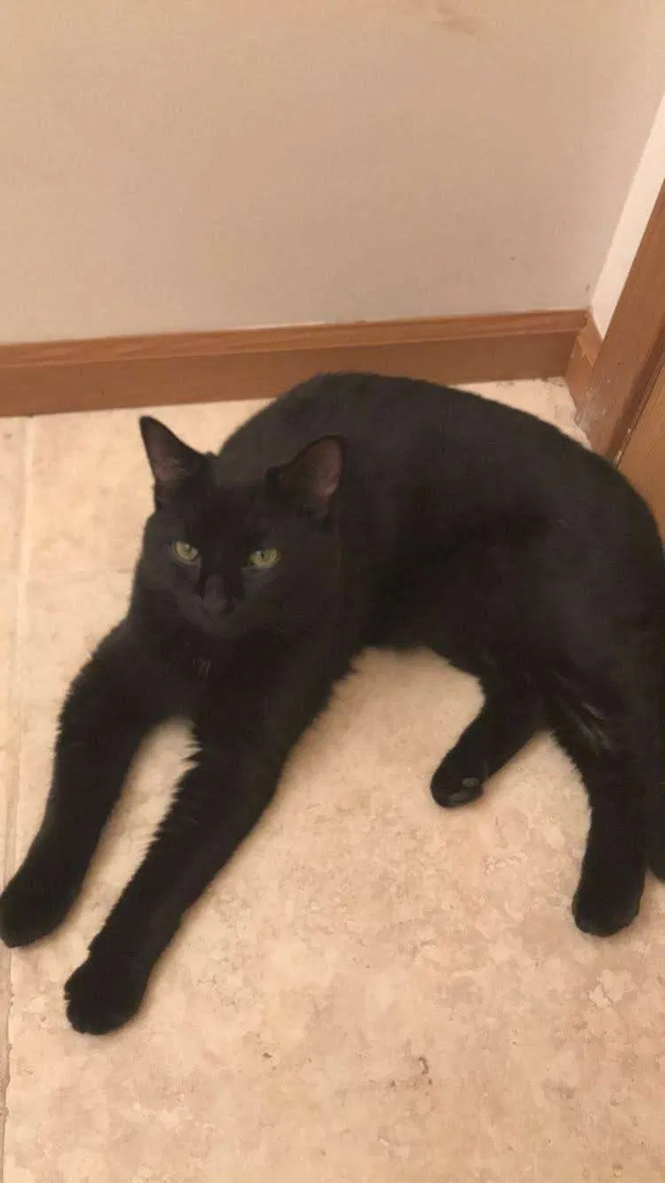 Lost cat in Newtonsville, OH, 45158