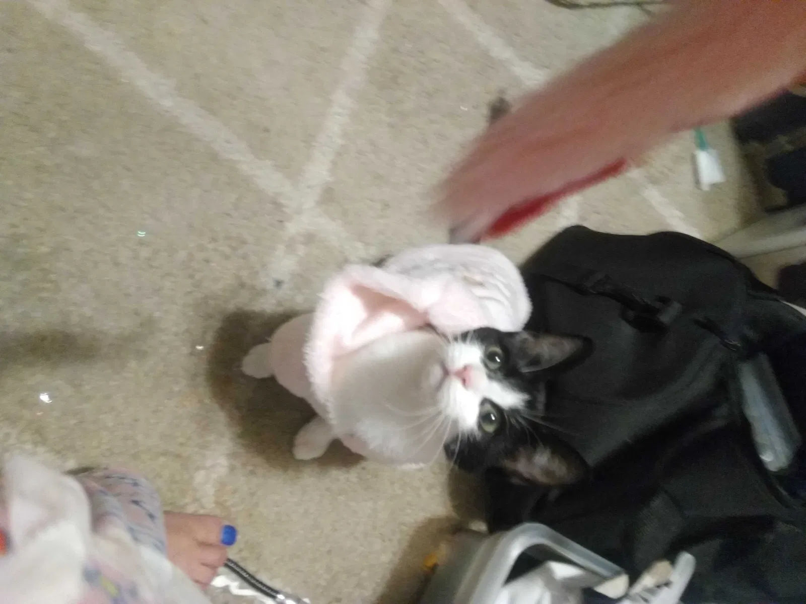 Lost cat in Little Rock, AR, 72209