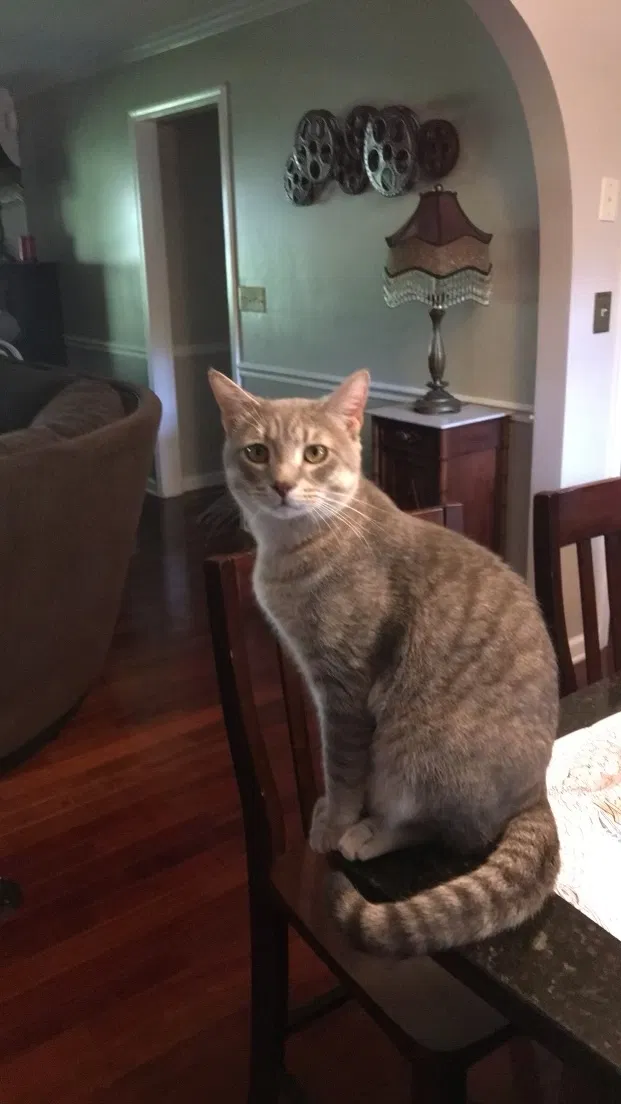 Lost cat in Eagle Lake, FL, 33839