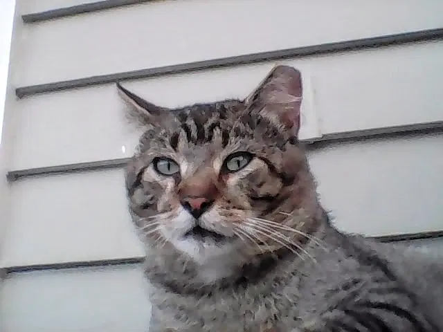 Lost cat in Westfield, IN, 46074