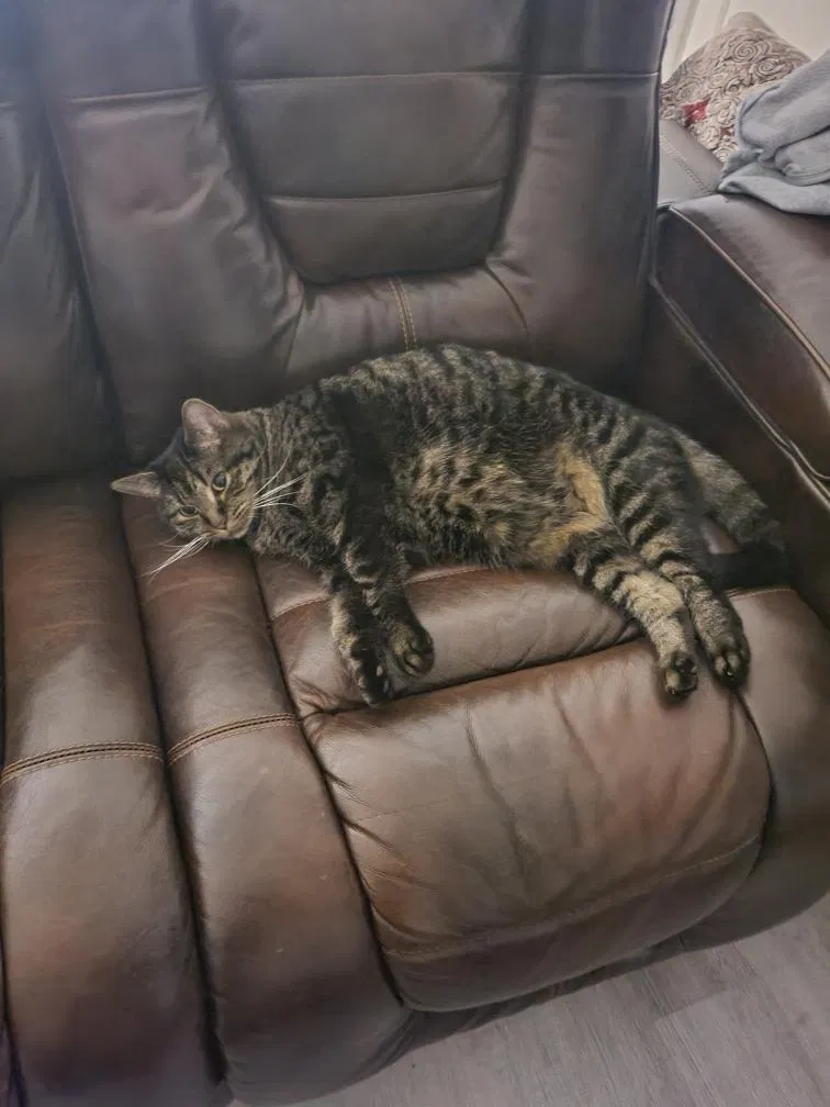 Lost cat in Mebane, NC, 27302