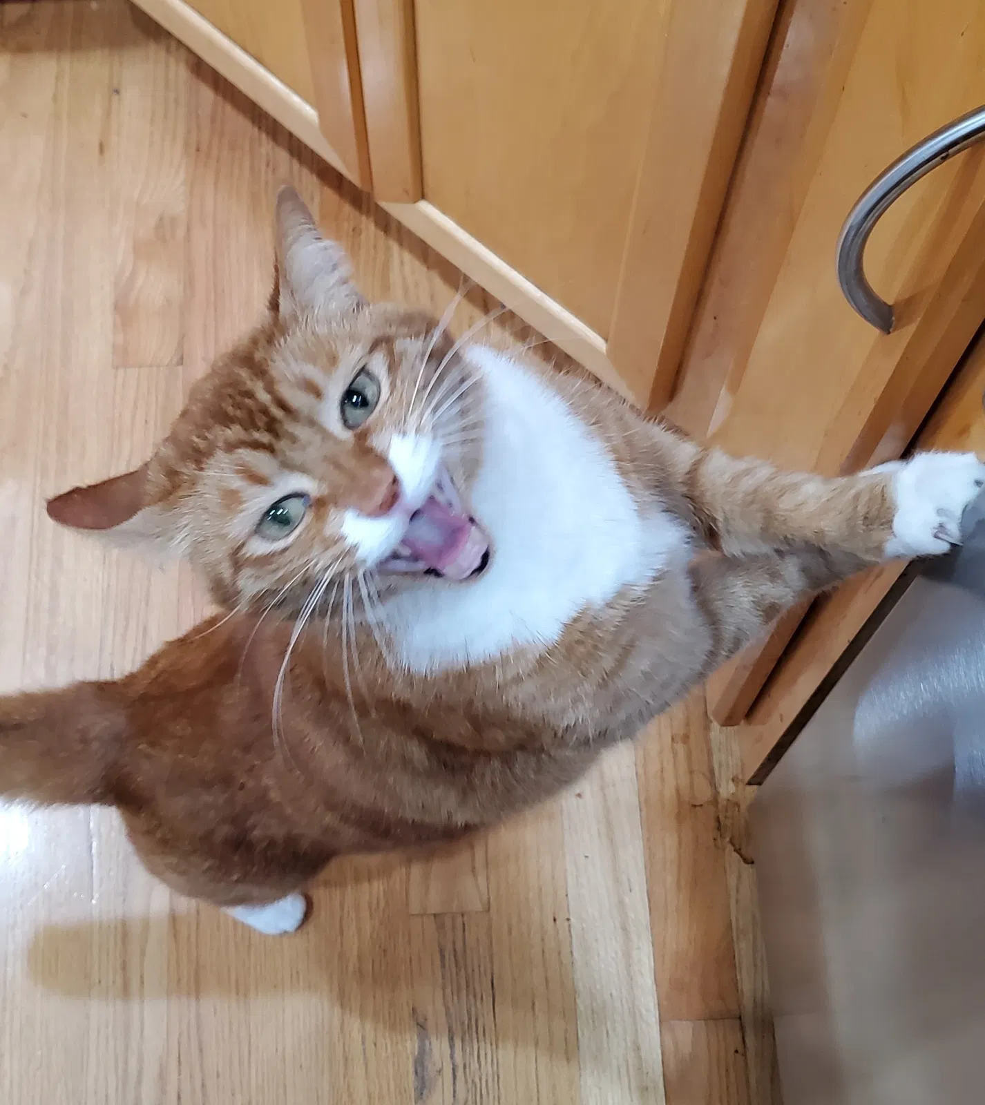Lost cat in Eugene, OR, 97408
