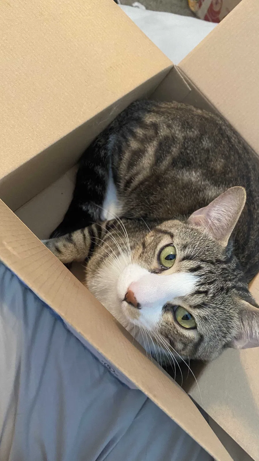 Lost cat in Dallas, TX, 75287