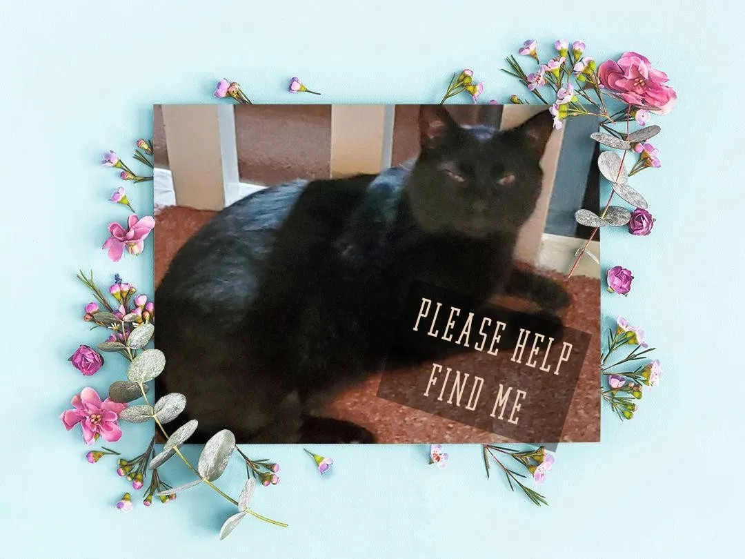 Lost cat in Ambridge, PA, 15003