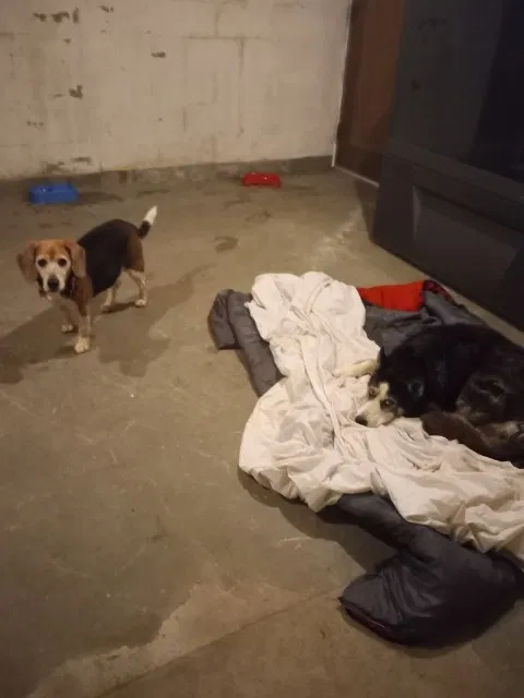Found dog in Herminie, PA, 15637