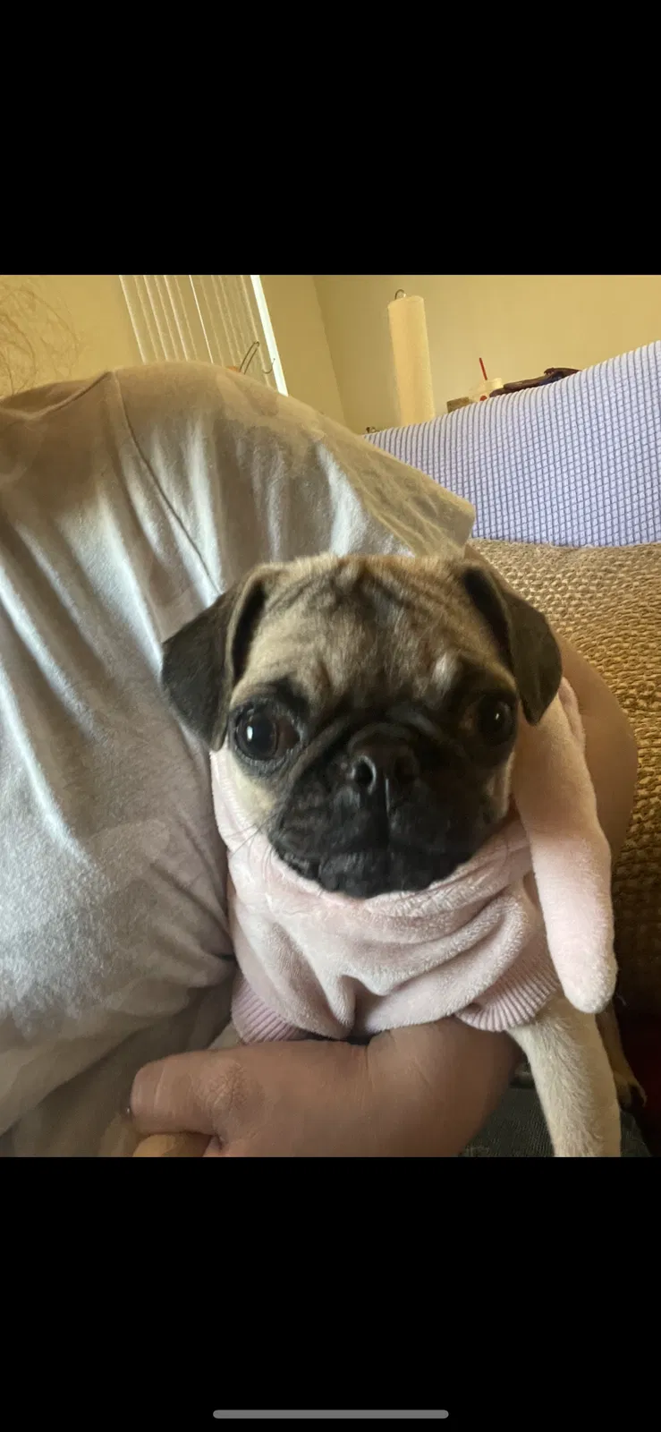 Lost dog in Rowland Heights, CA, 91748