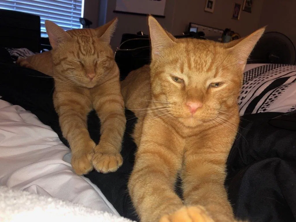 Lost cat in Las Vegas, NV, 89121