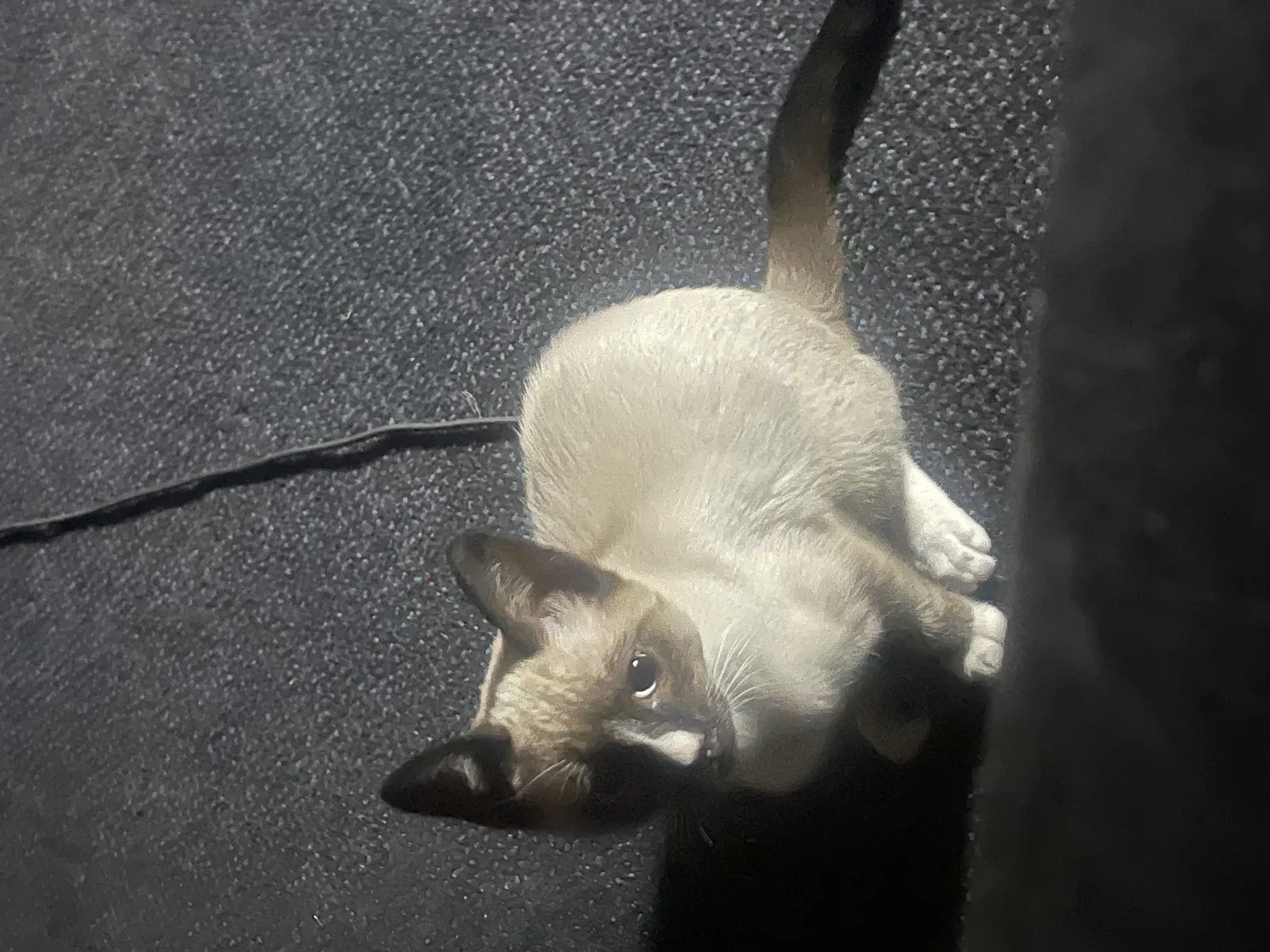 Lost cat in Modesto, CA, 95357
